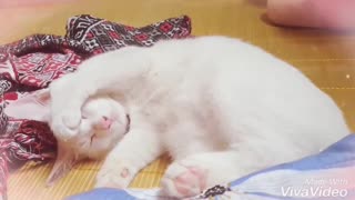 Beautiful posture of the kitten angel,funny pet cats