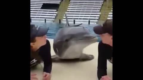 Cute Dolphin kiss !