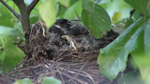 A group of little chicks sleeping in a nest on a tree