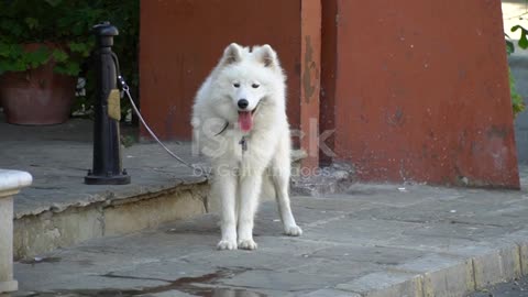 White fluffy dog on a leash in the city. The dog is waiting for the owner