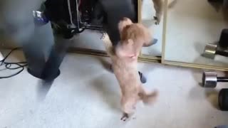 LoL Look How Funny This Puppie Dancing With His Owner