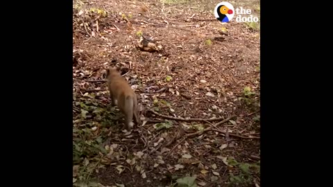 Fox Stuck In Can Gets A Little Help | The Dodo