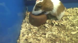 Cute white and brown guinea pig drinking water, seems to be very thirsty [Nature & Animals]
