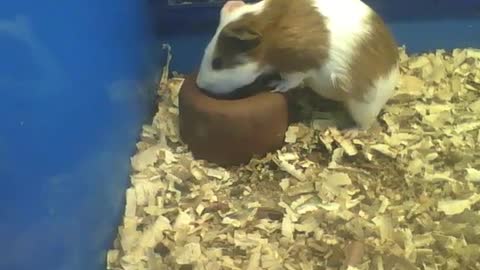 Cute white and brown guinea pig drinking water, seems to be very thirsty [Nature & Animals]