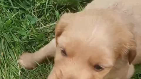 Funny playing puppy