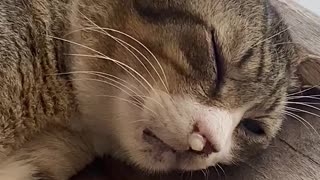 Sleeping Cat Blows Bubbles