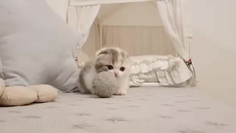 Cute kitten -videos short leg cat