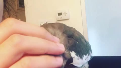 Parrot wanted scritches
