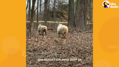 Rescue Sheep Runs To Her People When They Call Her Name _ The Dodo