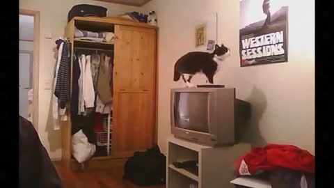 Kittens love to entertain themselves in high places