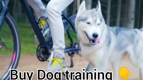 How To Training cute Dog