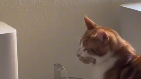 Funny clips of orange cat's