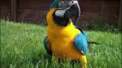 Amazon Macaw Head Royalty Free Video Footage