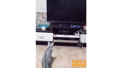 Want to watch TV with this cat?