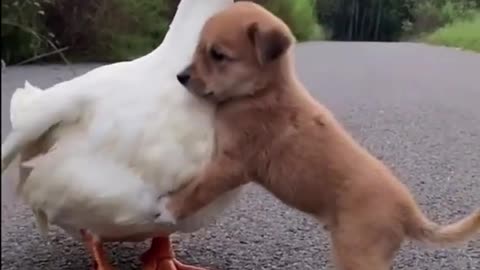 Duck and dog