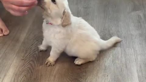 How to train sit to your puppy 🥰🤟