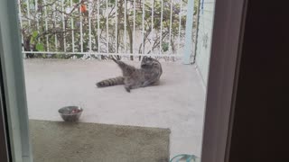 A Very Relaxed Raccoon