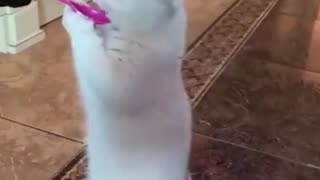 funny animals moment