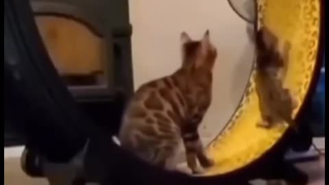 So Cute Cat Funny Video