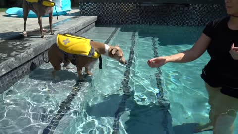 How to Teach a Dog to Swim Confidently