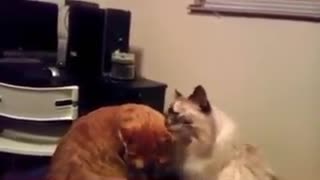 Cat battle