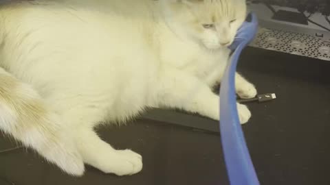 Tentative Kitty Unsure of Throwing Wand