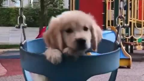 cute baby dogs