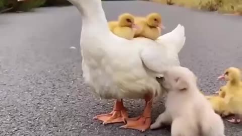 So funny ,, dog eat duck and fun always || My love cute puppy 🥰The world of my love😘 Omg so lovely 😍