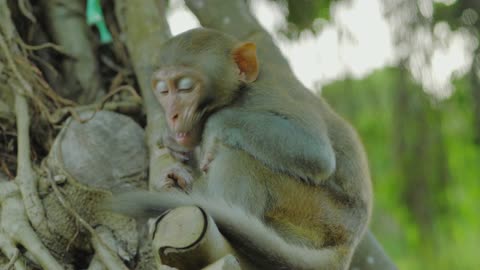 Nature Footage of a Young Macaque Monkey