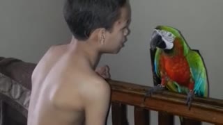 Blaze the talking cursing parrot