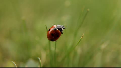 Coccinellid is the small insects