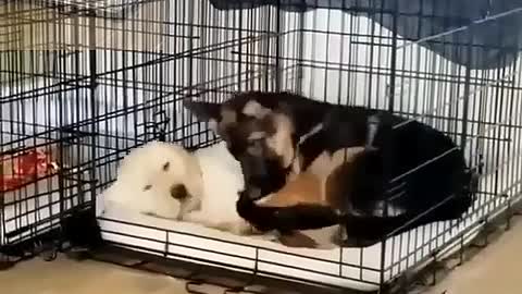 The German Shepherd tried to occupy the kennel