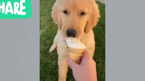 Cute dog is eating ice cream.