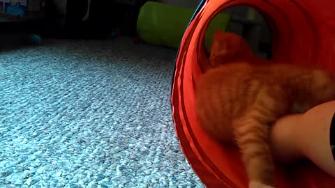 Kitten Loves Mouse Toy, Then His Brother Steals It