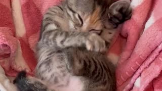 Foster Kitten Nursing on Her Toes and Making Biscuits
