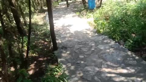 A shady path in the woods