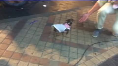 Cute Bangkok dog in the night food street Watch how he runs