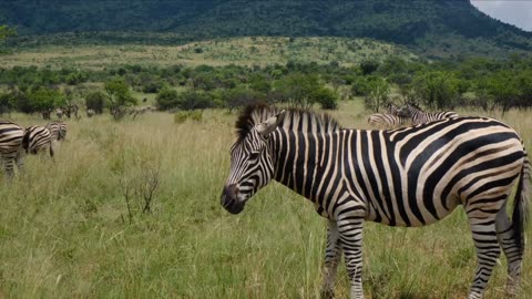 Beautiful Zebras Grazing Without Any Fear