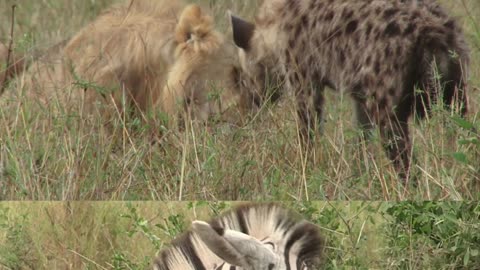 Zebra VS Wildebeest