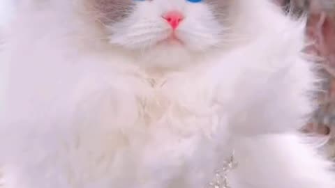 A cute queen cat