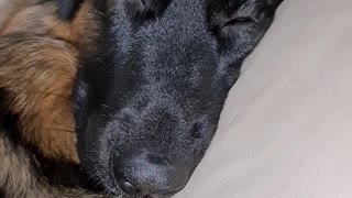 Funny puppy has snot bubble while sleeping