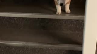 Loki Introduced to Shop Stairs