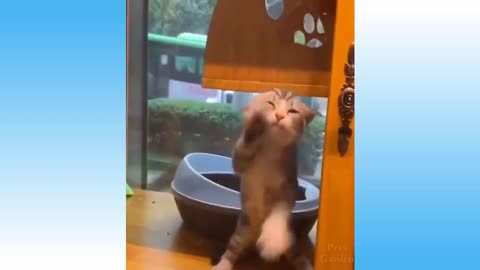 Cute pets and funny animals compilations 2021 - funny cat fights