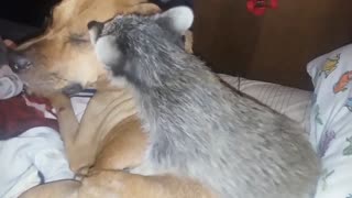 sweet-and-gentle-dog-tolerates-playful-baby-raccoon-downstreamer !