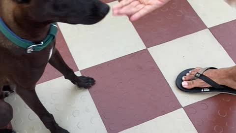 A small dog getting trained to sit and handshake.