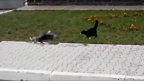 #Funny​ Cats and Dogs Compilation#
