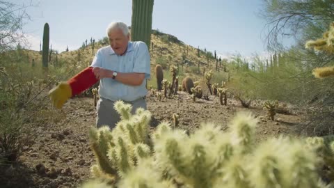 David Attenborough vs Cholla