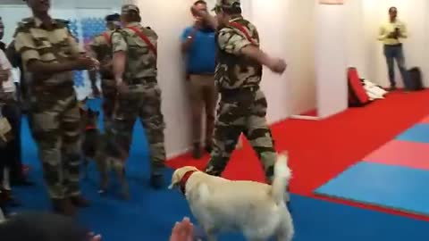 Army 🐕 dog training video