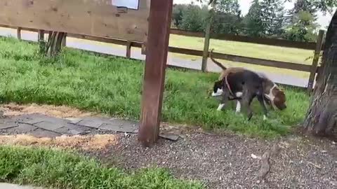 Shepherd Attacks Pitbull [OFF LEASH DOG PARK] Part 1