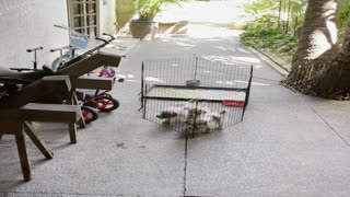 Determined Terrier Pups Push Cage